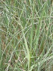 Sporobolus anglicus