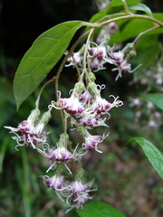 Decaneuropsis gratiosa