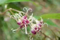 Decaneuropsis gratiosa