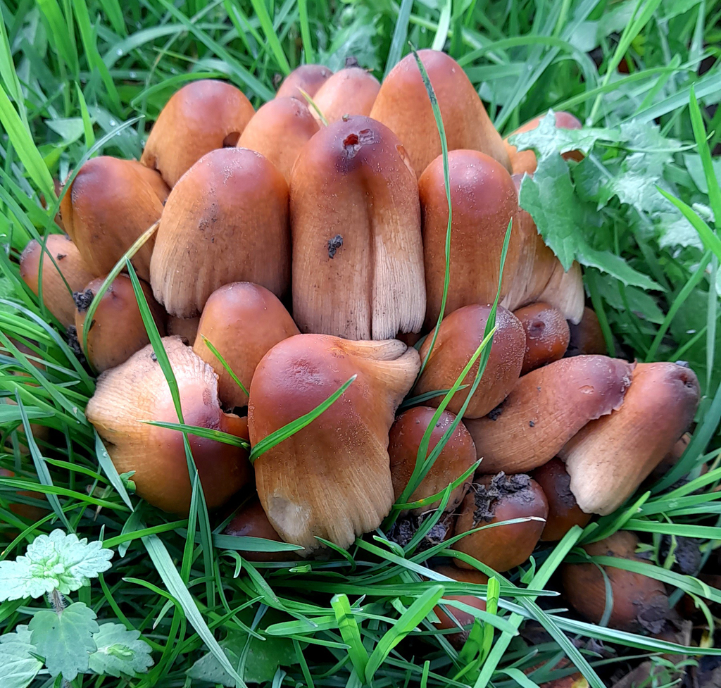 Micacei · November 2025 · photo: © catalyst_99 (iNaturalist, cc-by)