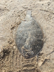 Colistium nudipinnis