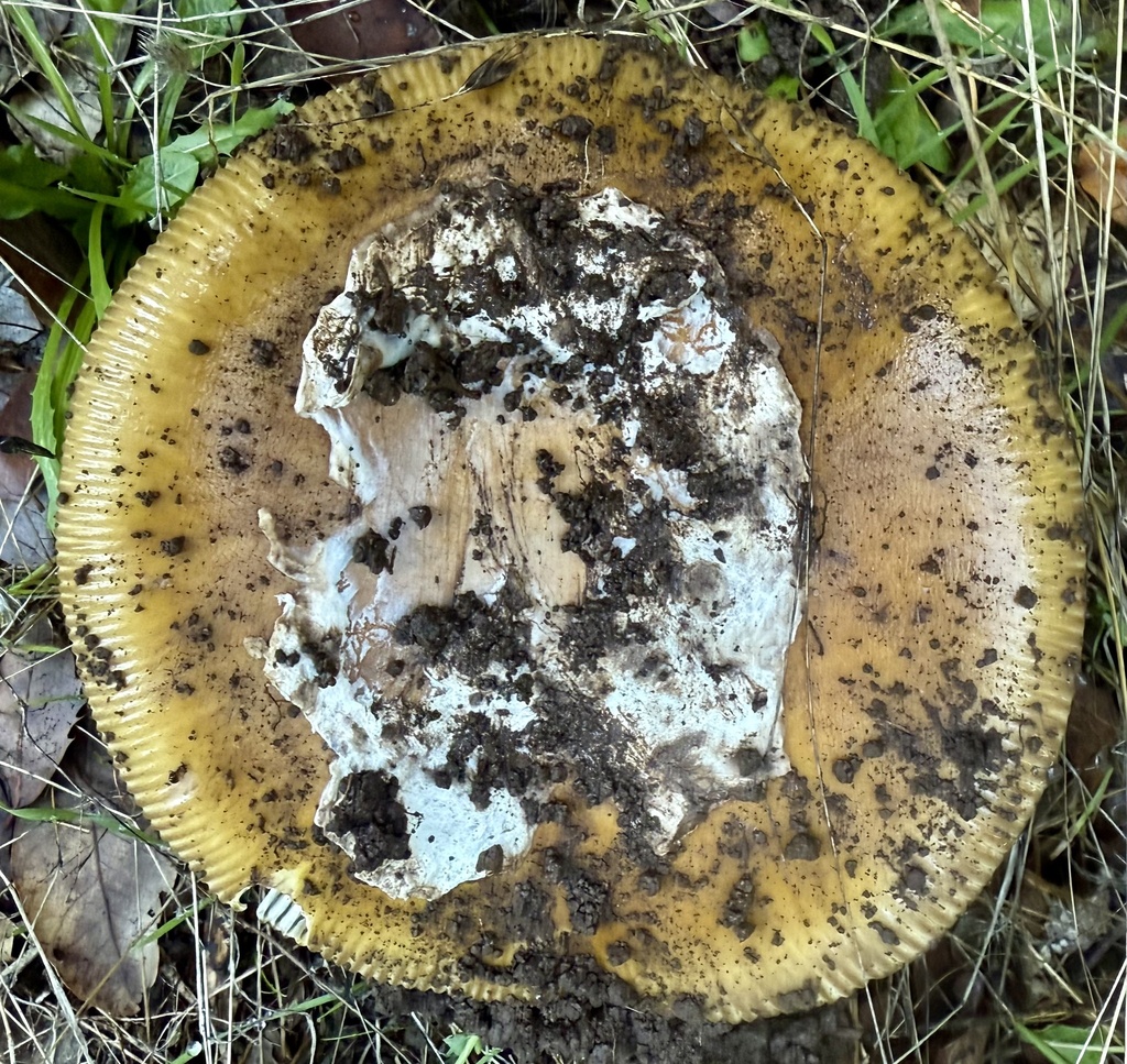 Amanita calyptroderma · November 2025 · photo: © hllrnnr (iNaturalist, cc0)