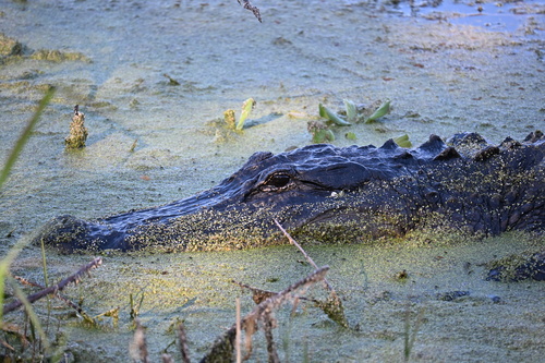 American Alligator