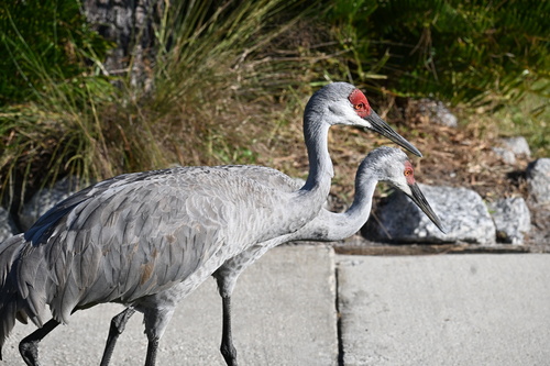 Sandhill Crane