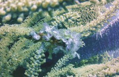 Clavelina picta