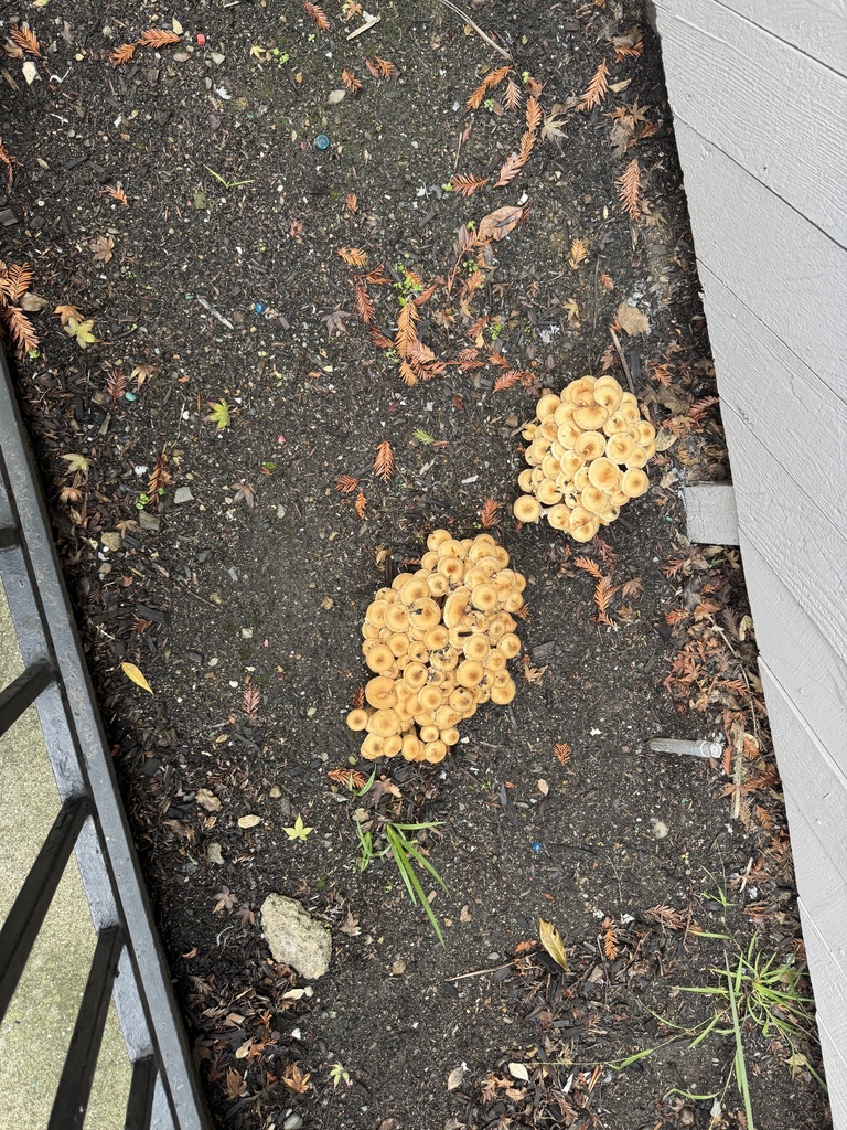 Armillaria mellea · November 2025 · photo: © kk6zly (iNaturalist, cc-by-nc)