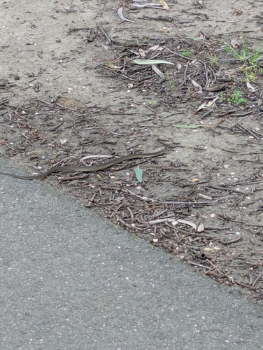 Lowlands Copperhead sighting