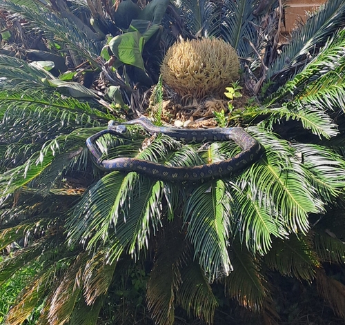 Coastal Carpet Python sighting