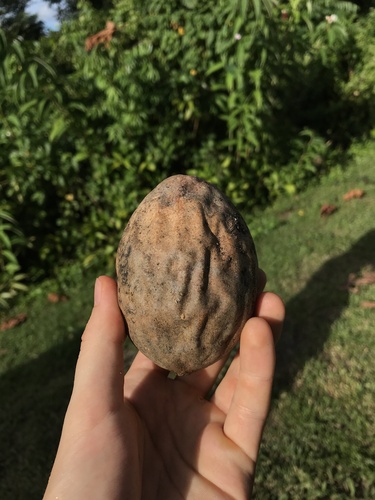 Sapodilla (Manilkara zapota)