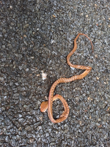 Brown Tree Snake sighting