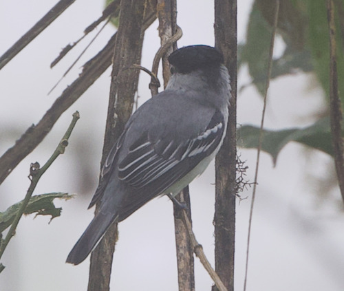 Cryptic Becard (Pachyramphus salvini), photo 2