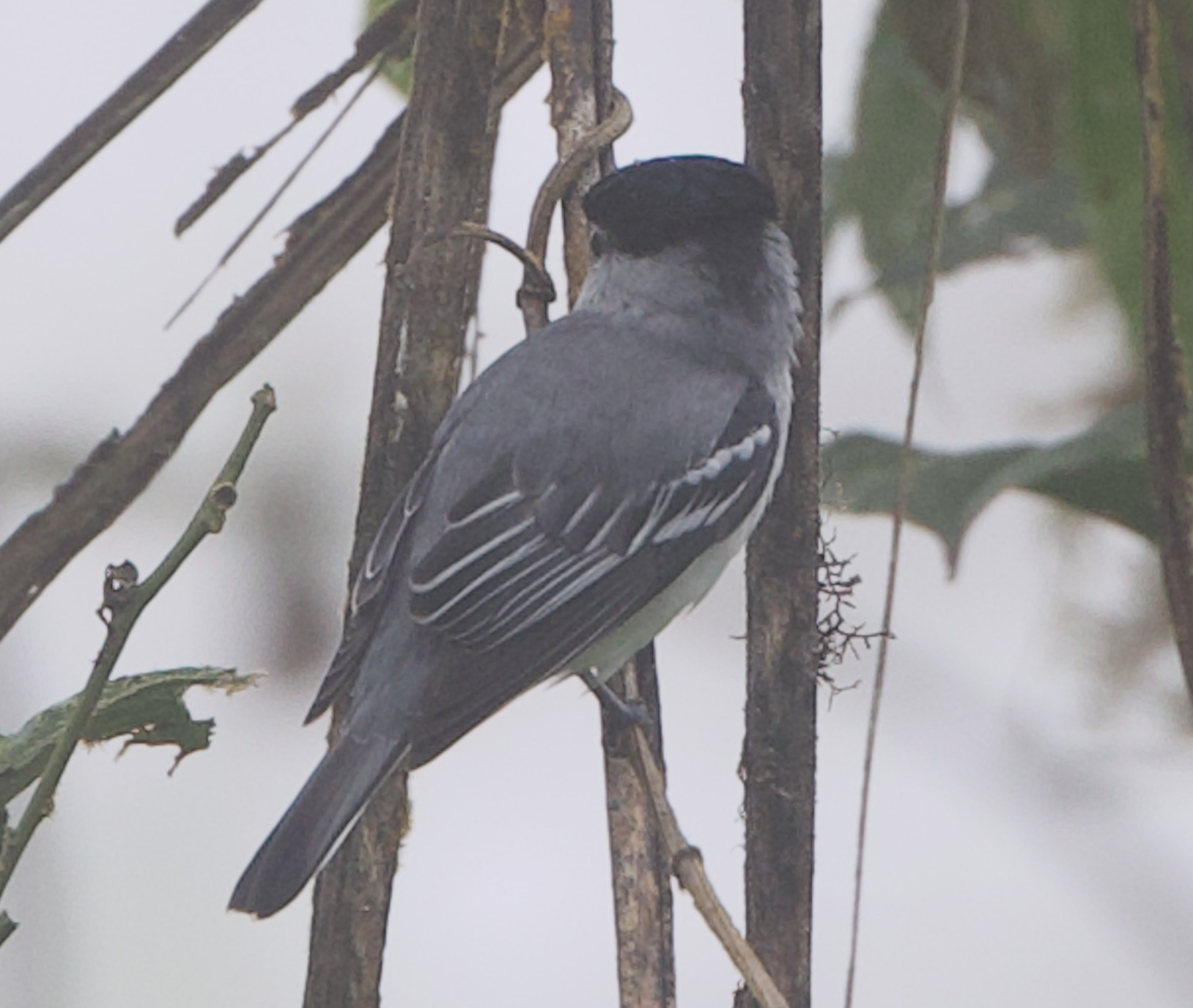 Cryptic Becard (Pachyramphus salvini), photo 2
