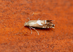 Diploschizia impigritella