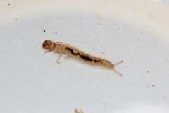 Polyplectropus