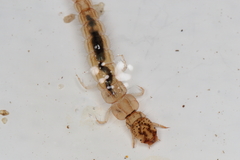 Polyplectropus