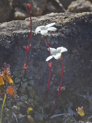 Ourisia integrifolia