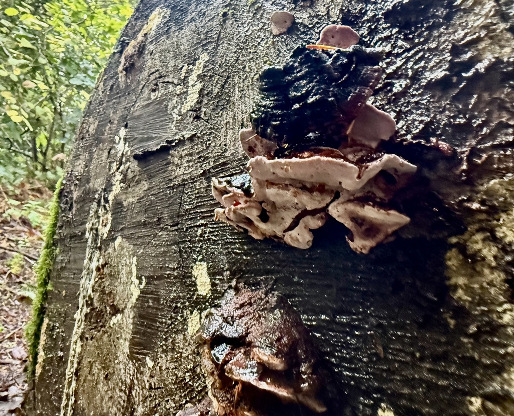 Fomitopsis cajanderi · November 2025 · photo: © hllrnnr (iNaturalist, cc0)