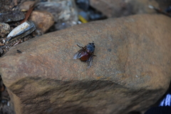 Calliphora nigrithorax