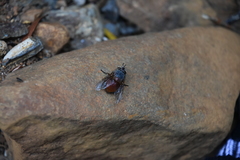 Calliphora nigrithorax