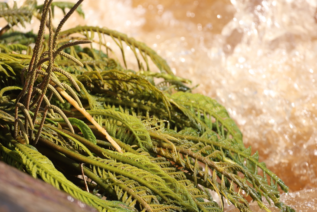 Hydrostachys longifida