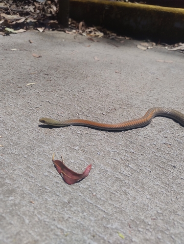 Yellow-faced Whipsnake sighting