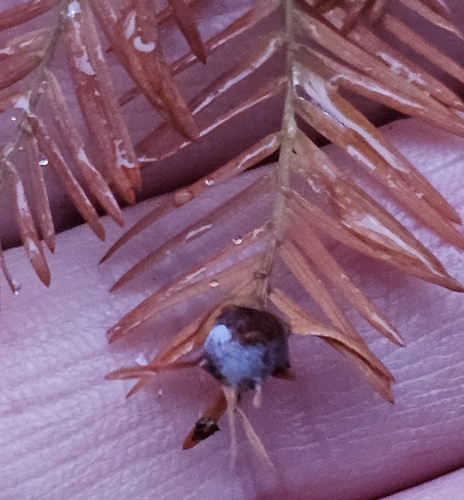 Unknown species found near Edgewater, MD 21037, USA