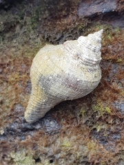 Volegalea cochlidium