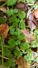 Hydrocotyle microphylla