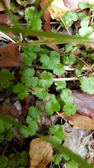 Hydrocotyle microphylla