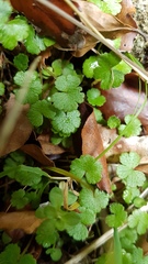 Hydrocotyle microphylla