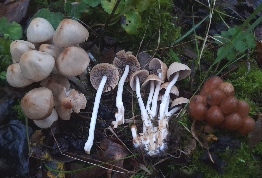Britzelmayria multipedata · November 2025 · photo: © yellowplant (iNaturalist, cc-by)