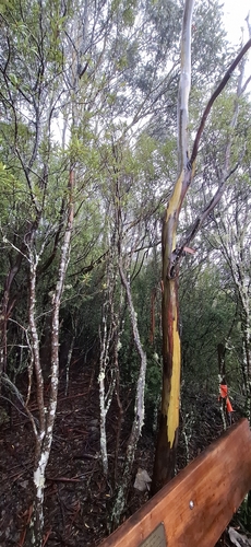 Eucalyptus johnstonii observed 2025-06-10
