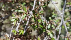 Olearia virgata