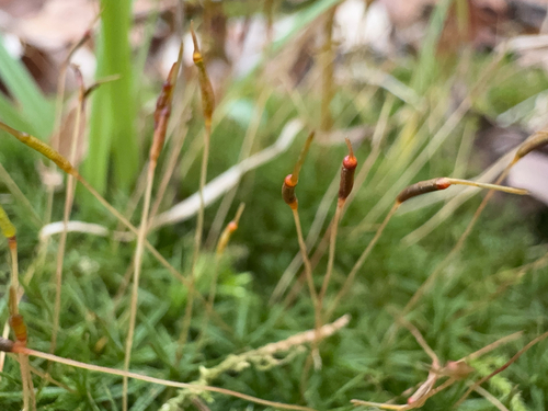Atrichum altecristatum observed 2025-11-20