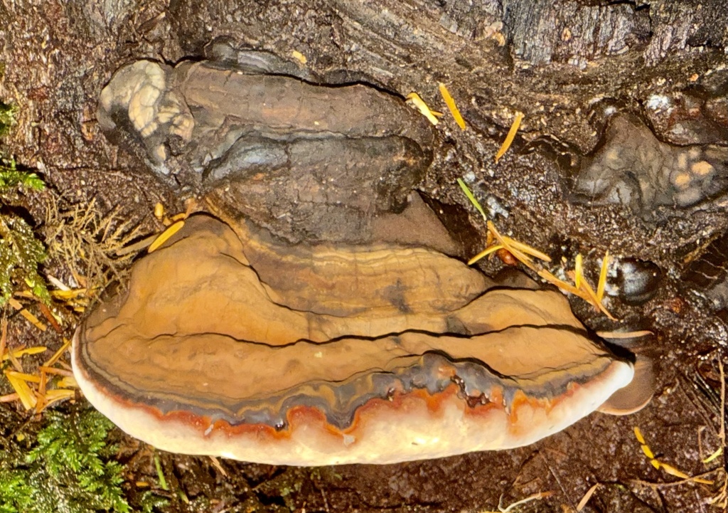 Ganoderma brownii · November 2025 · photo: © hllrnnr (iNaturalist, cc0)