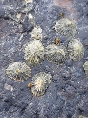 Siphonaria atra