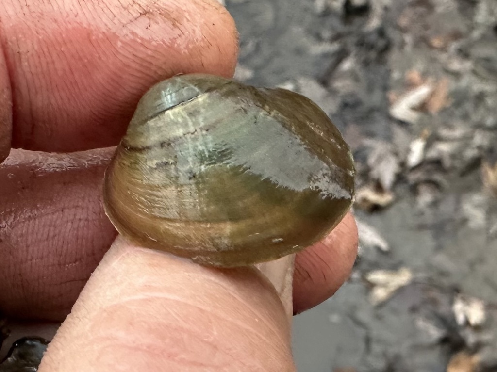 Three-ridge Mussel from Lake Winneshiek, De Soto, WI, US on November 20 ...