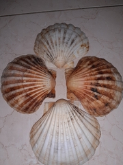Pecten