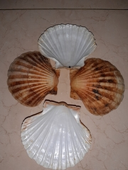 Pecten