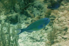 Sparisoma chrysopterum