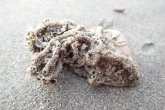 Neosabellaria kaiparaensis