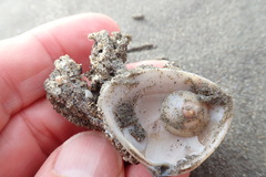 Neosabellaria kaiparaensis