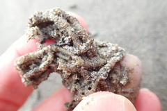 Neosabellaria kaiparaensis