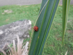 Hemisphaerota palmarum