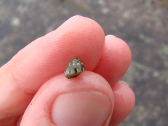 Micrelenchus tessellatus