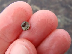 Micrelenchus tessellatus