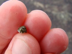 Micrelenchus tessellatus