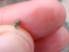 Micrelenchus tessellatus