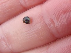 Micrelenchus tessellatus