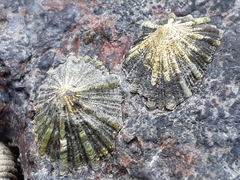 Siphonaria atra